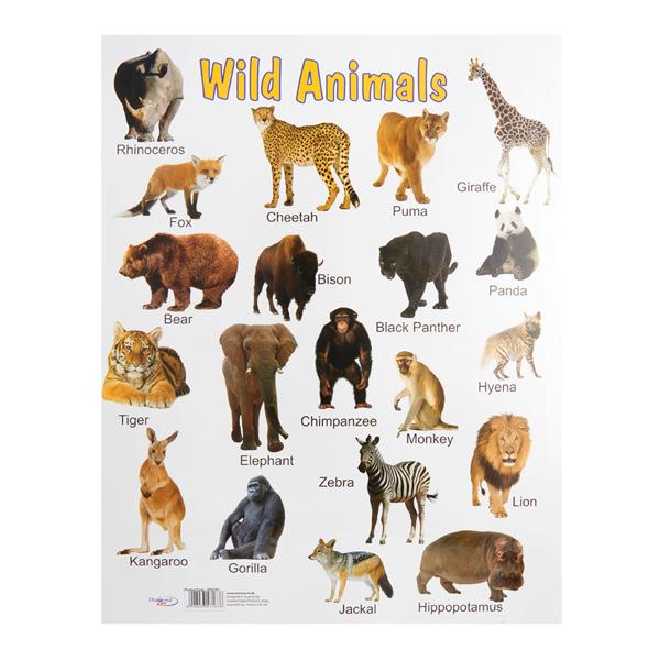 A2 Educational Wall Chart Set – First Class Office