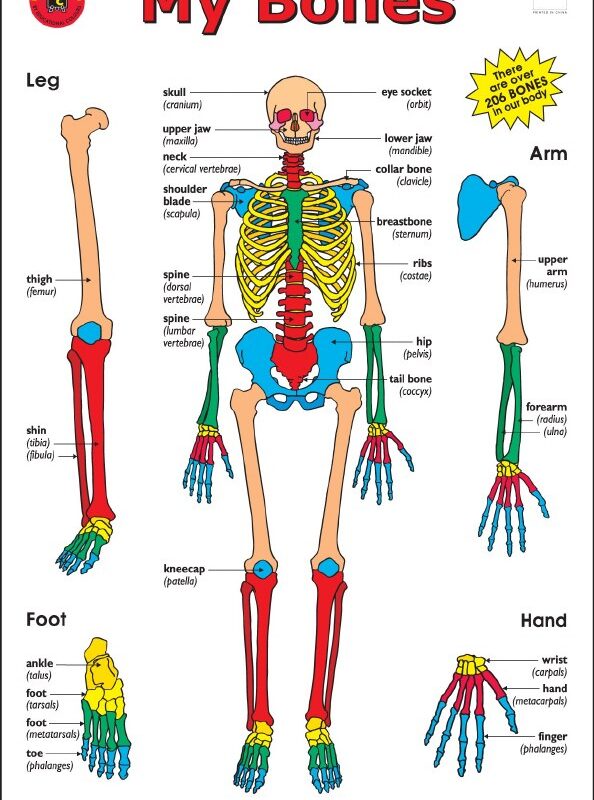 My Bones Wall Chart Poster
